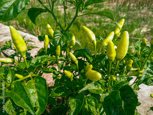 Green chilies grow thickly in the garden. spicy cooking spices. small yellow chilies in the morning. chili trees filled with chilies and leaves