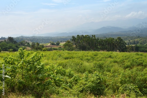 landscape with vineyard in the background