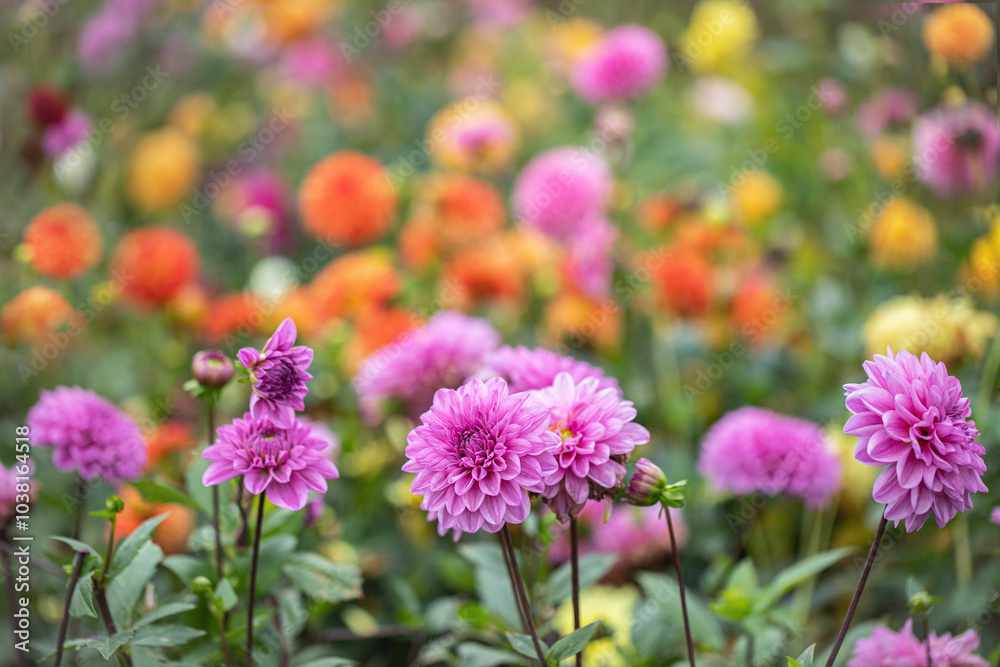 Group of purple-pink dahlias in a colorful field for cut-flowers. Group of purple-pink dahlias in a colorful field for cut-flowers.