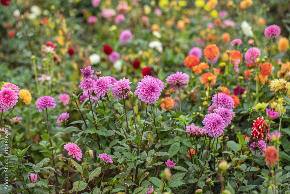 Group of light-purple dahlias in a dahlia field. Group of light-purple dahlias in a dahlia field.