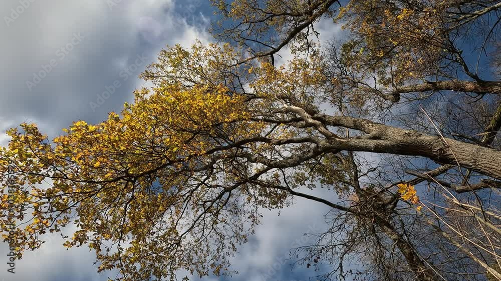 A tree with leaves on it is in the sky. The sky is blue and cloudy. The leaves are yellow A tree with leaves on it is in the sky. The sky is blue and cloudy. The leaves are yellow