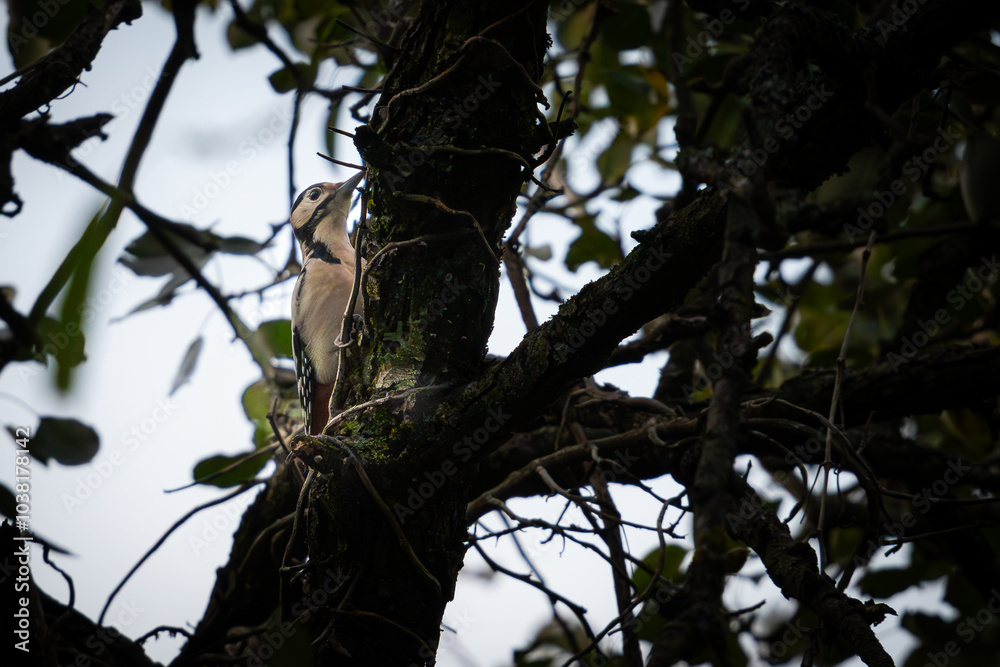 A woodpecker forages on a moss-covered tree branch during early morning in a lush forest setting A woodpecker forages on a moss-covered tree branch during early morning in a lush forest setting