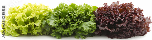 Fresh Green and Red Lettuce Isolated on White Background.