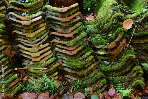 Roof tiles, Jersey, U.K. Stacked terracotta pantiles, over time has become an insect haven.