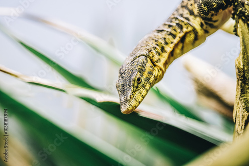 Mitchell's water monitor, Varanus mitchelli, close-up view of tropical animal photo