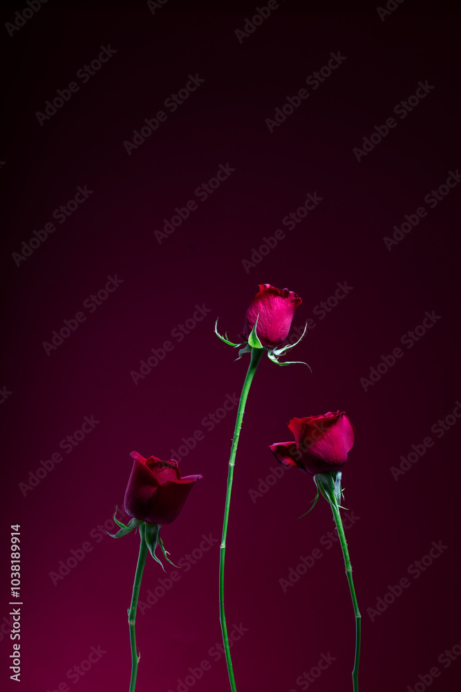 Obraz premium 赤背景で撮影した薔薇 バラ