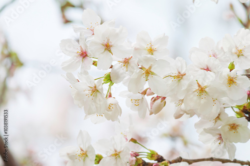Close-up of cherry blossoms in full bloom, spring scenery with cherry blossoms