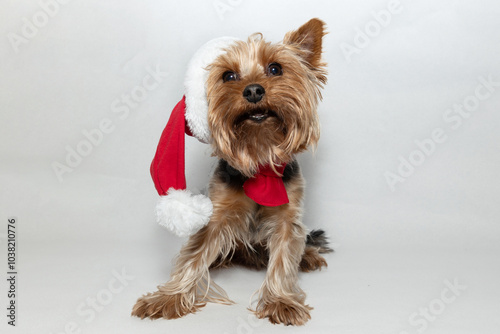 An adorable Yorkshire Terrier wearing a jolly Santa hat, which is perfect for creating Christmasthemed content photo