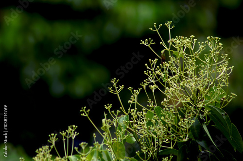 Obraz na plátně Flowers and foliage of true cinnamon tree (Cinnamomum verum)