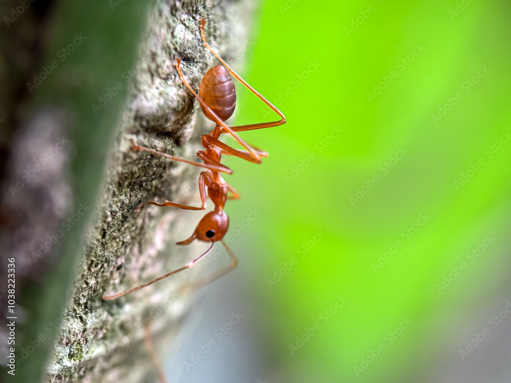 Close up of weaver ant (Oecophylla smaragdina), macro shot of ants walking in trees Close up of weaver ant (Oecophylla smaragdina), macro shot of ants walking in trees
