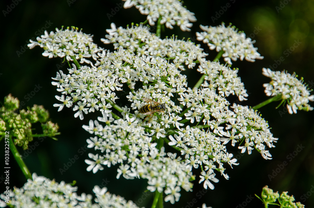bee on flower bee on flower