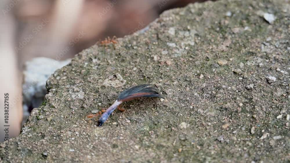 Ant carrying chicken feather in 4k Quality Ant carrying chicken feather in 4k Quality