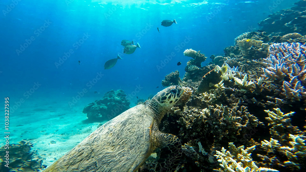 Fototapeta premium A sea turtle called careta swimming on the bottom of the red sea. A sea turtle filmed while diving in the Red Sea
