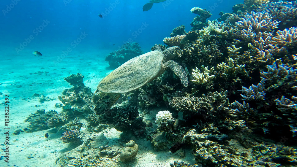 Fototapeta premium A sea turtle called careta swimming on the bottom of the red sea. A sea turtle filmed while diving in the Red Sea