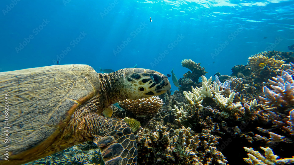 Fototapeta premium A sea turtle called careta swimming on the bottom of the red sea. A sea turtle filmed while diving in the Red Sea