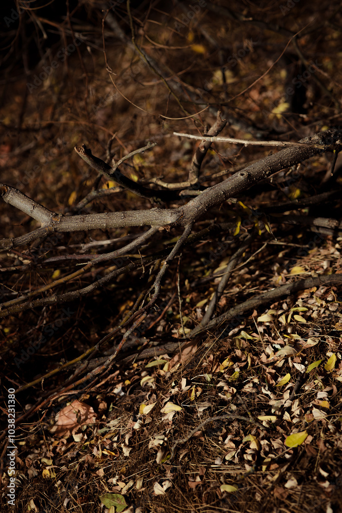 Autumn forest landscape. Yellowed leaves on trees in a national park. Orange and green shades of deep autumn. Fallen dry branches. Danger of forest fires. Autumn forest landscape. Yellowed leaves on trees in a national park. Orange and green shades of deep autumn. Fallen dry branches. Danger of forest fires.