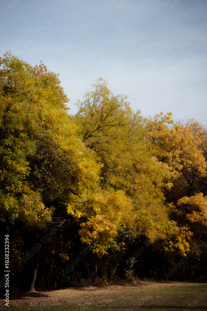 Autumn forest landscape. Yellowed leaves on trees in a national park. Orange and green shades of deep autumn. Calm and windless sunny weather.