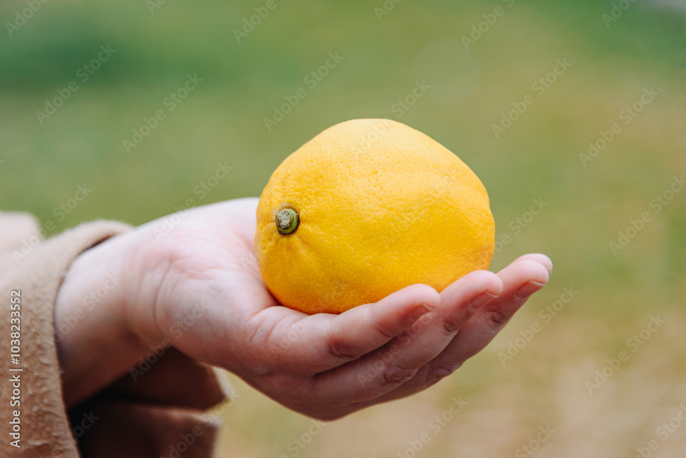 lemon in woman hands, young caucasian woman in beige coat outdoors in autumn day, cold medicine, healthy natural products, citrus fruits and vitamins, disease prevention concept lemon in woman hands, young caucasian woman in beige coat outdoors in autumn day, cold medicine, healthy natural products, citrus fruits and vitamins, disease prevention concept