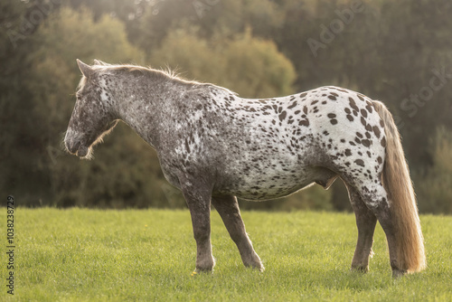 A noriker coldblood horse gelding with leopard coat collar on a meadow in front of an autumnal rural landscape