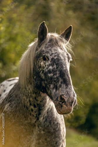 A noriker coldblood horse gelding with leopard coat collar on a meadow in front of an autumnal rural landscape