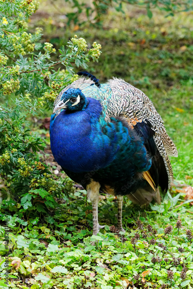 Fototapeta premium peacock in the garden