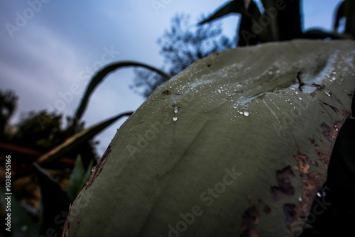 2024 02 11 Costozza water drops 1 photo