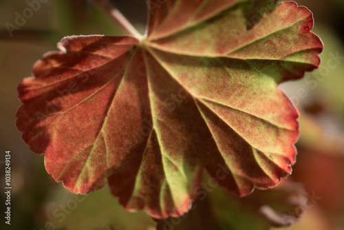 Photography red and green leaves, nacka,sverige,sweden,stockholm,autumn