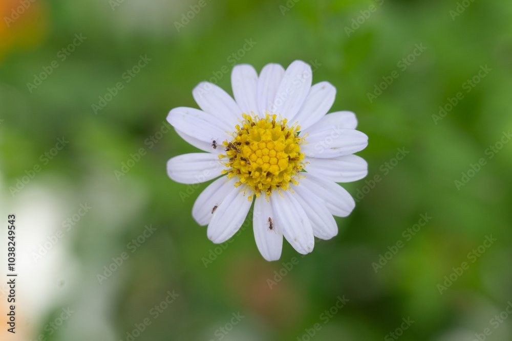 white daisy flower