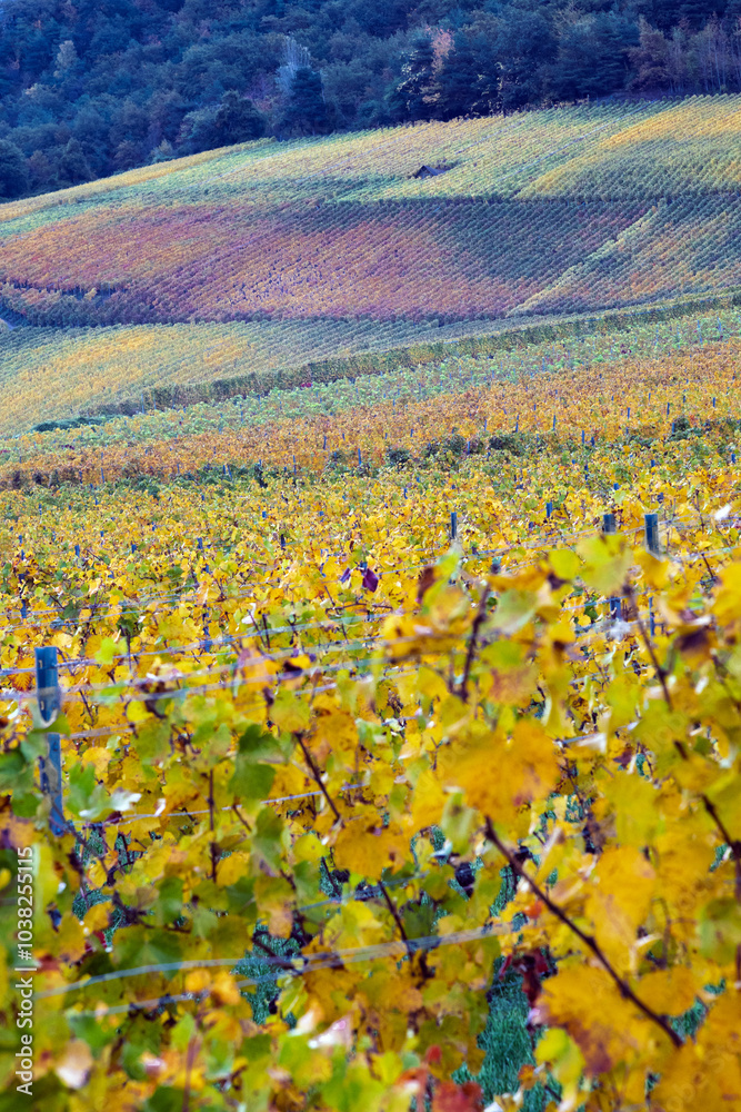 Fototapeta premium Vignes en automne dans le Canton du Valais, dans les montagnes suisses
