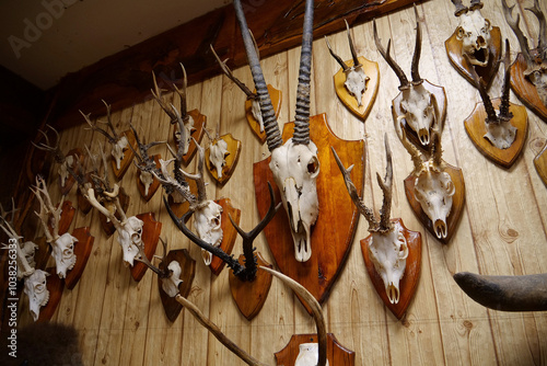 Stuffed animals, bones and skeletons of various animals in anatomy museum