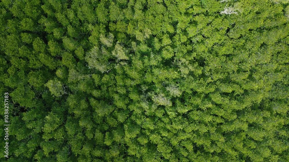 Aerial View Nature Green Tropical Forest in Asia. High Angle Mangrove Forest. Above Trees Rainforest Ecosystem and Healthy Environment Background. Amazing Top Down Planet Green Trees Forest 4k