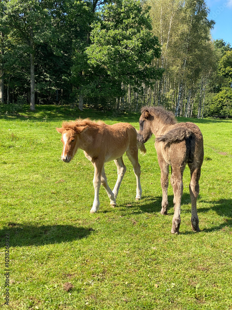 Portrait of an Icelandic foal on a pasture Portrait of an Icelandic foal on a pasture