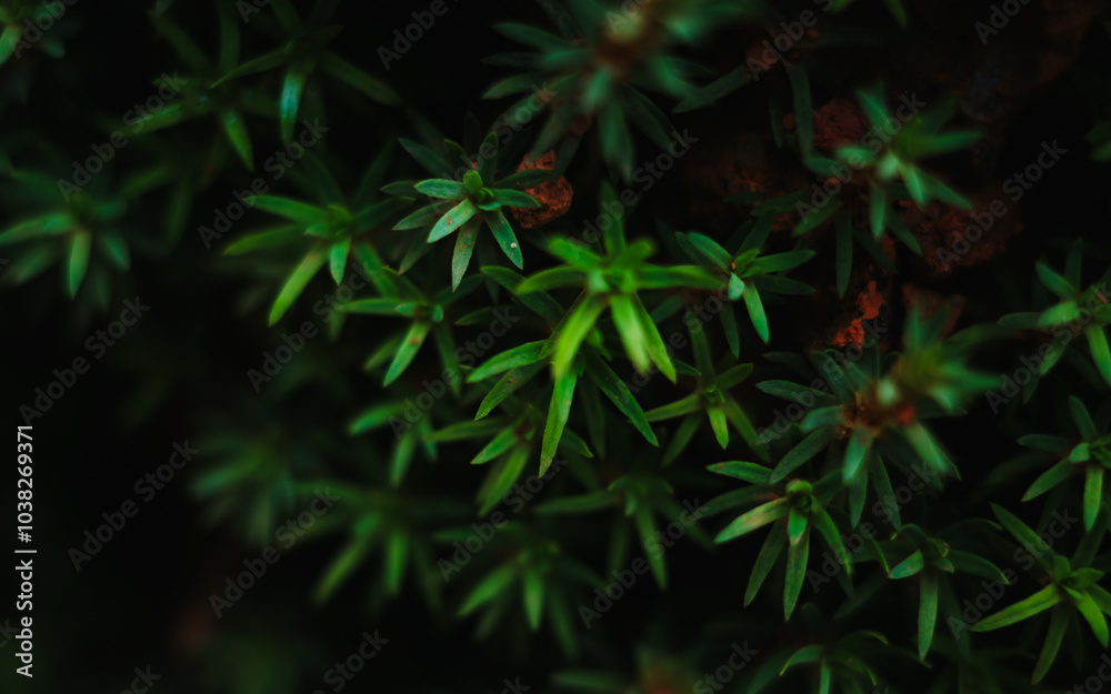 background of grass background of grass