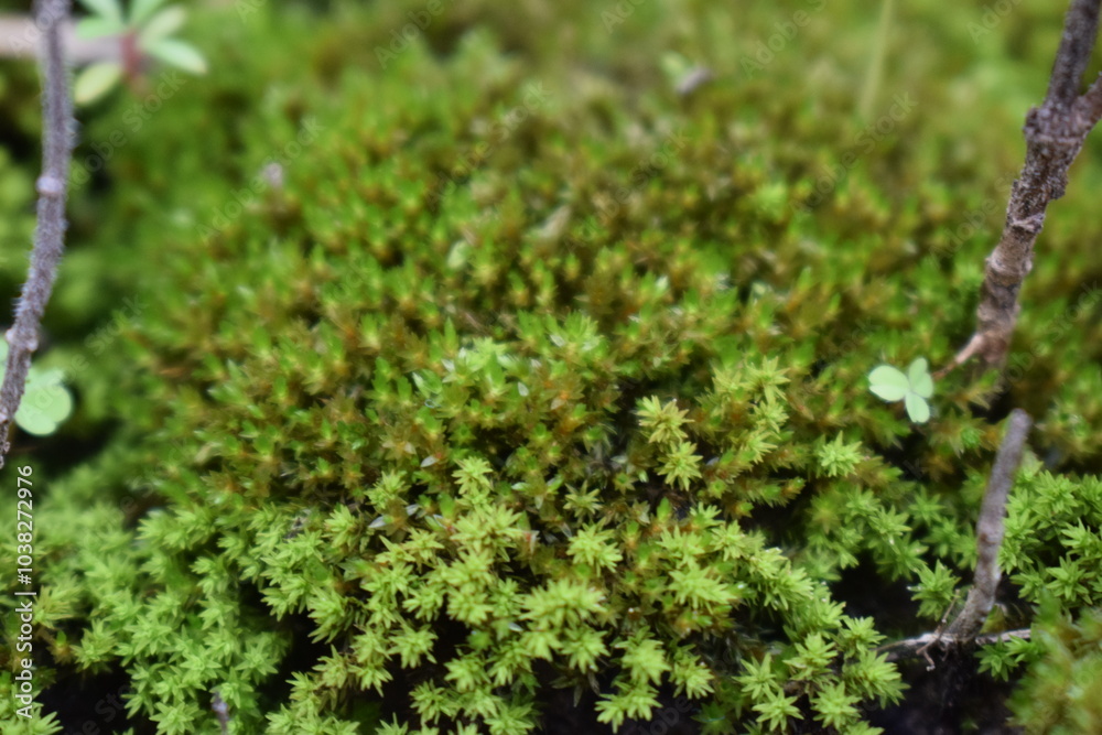 green moss on the ground green moss on the ground