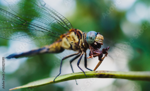 close up of a dragonfly