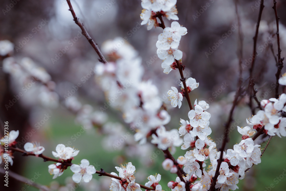 Flowering branch of tree. Spring flowering trees. Macro photography of an open flower. Flowering branch of tree. Spring flowering trees. Macro photography of an open flower.