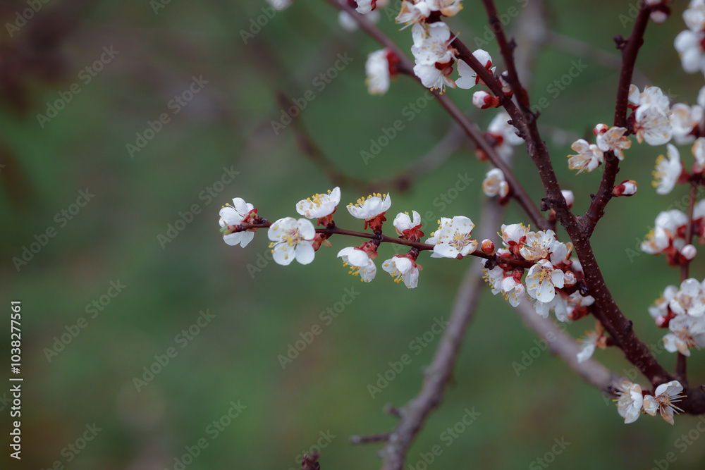 Flowering branch of tree. Spring flowering trees. Macro photography of an open flower. Flowering branch of tree. Spring flowering trees. Macro photography of an open flower.