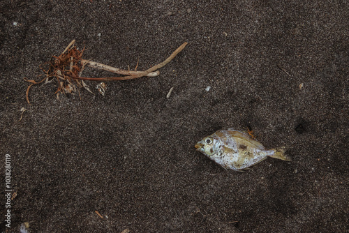 a number of small dead fish washed up on the beach. The fish looked pale and some of them were already in a state of decomposition. There are some pieces of wood and small plastic waste scattered arou photo