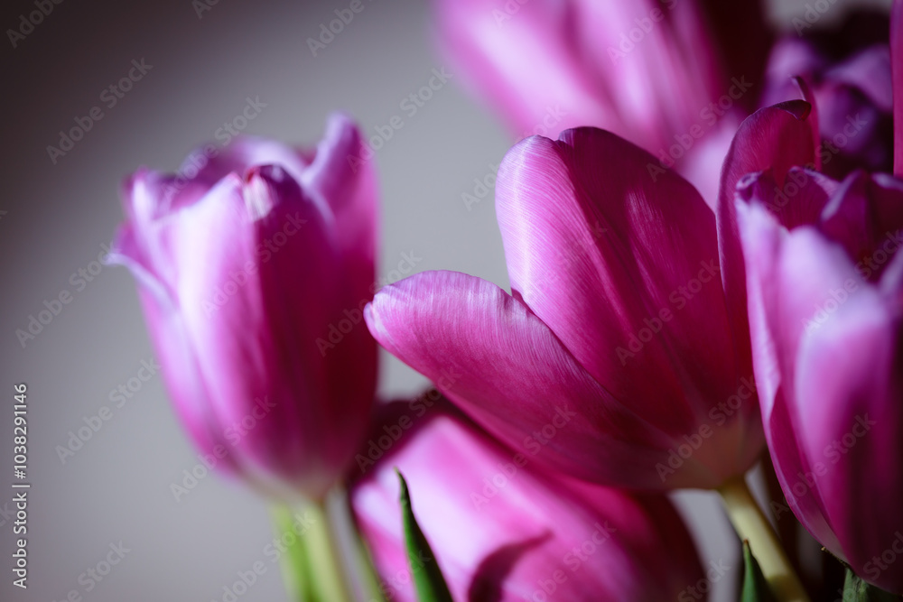 Obraz premium Natural bouquet of spring tulips. Purple tulips on a plain gray background. Valentine's day, mother's day, tenderness day, birthday concept. Soft selective focus. Spring scene. Greeting card.
