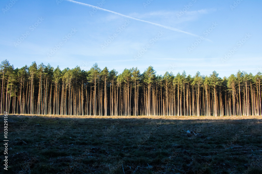 Fototapeta premium Las , Bory Tucholskie
