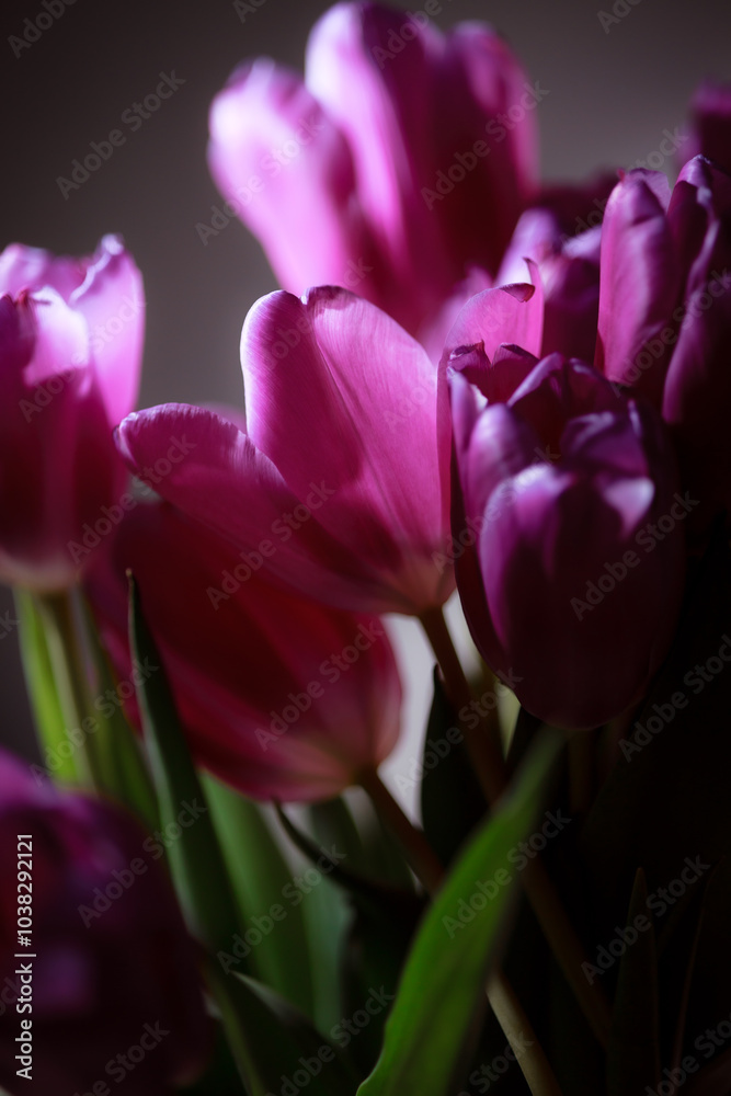 Fototapeta premium Natural bouquet of spring tulips. Purple tulips on a plain gray background. Valentine's day, mother's day, tenderness day, birthday concept. Soft selective focus. Spring scene. Greeting card.
