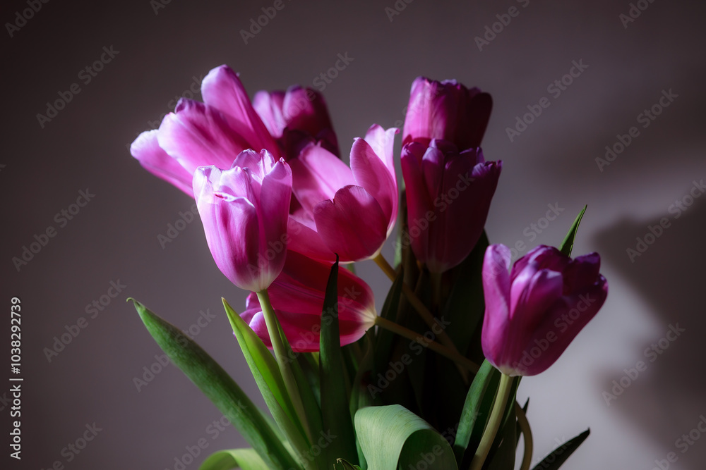 Natural bouquet of spring tulips. Purple tulips on a plain gray background. Valentine's day, mother's day, tenderness day, birthday concept. Soft selective focus. Spring scene. Greeting card. Natural bouquet of spring tulips. Purple tulips on a plain gray background. Valentine's day, mother's day, tenderness day, birthday concept. Soft selective focus. Spring scene. Greeting card.