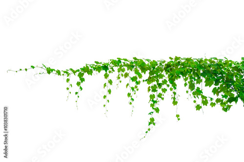 vine frame leaf vine circle Isolate on transparent background PNG file