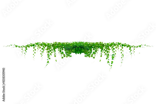 vine frame leaf vine circle Isolate on transparent background PNG file