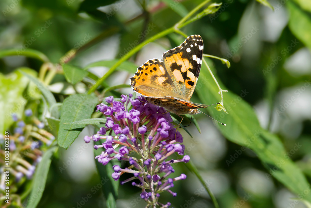 Painted Lady (Vanessa cardui) butterfly perched on summer lilac in Zurich, Switzerland Painted Lady (Vanessa cardui) butterfly perched on summer lilac in Zurich, Switzerland