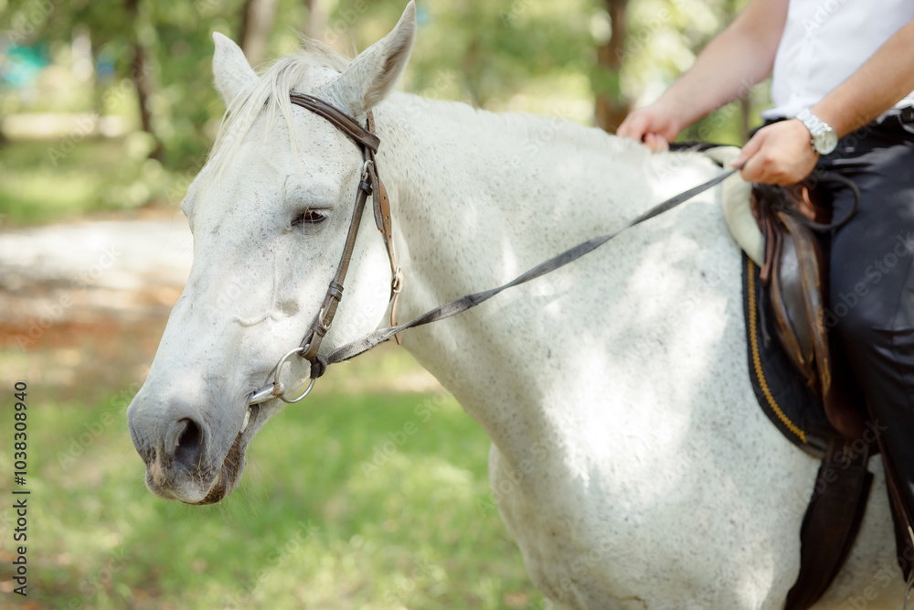 Obraz premium White Andalusian stallion horse on a natural green background. Close-up portrait of a horse in ammunition: bridle, saddle, saddle pad. Equestrian sport concept. A man in a suit rides a white horse.