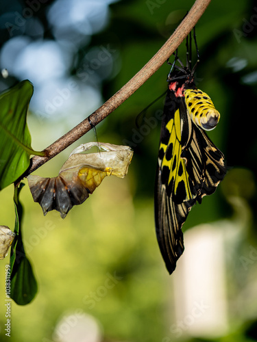 A golden birdwing butterfly has just emerged from her chrysalis