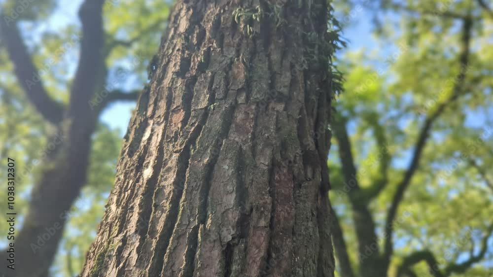 close up of tree bark texture with soft focus green foliage background in forest close up of tree bark texture with soft focus green foliage background in forest