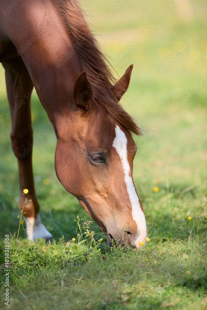 Close up of the head of a horse grazing grass on the meadow Close up of the head of a horse grazing grass on the meadow