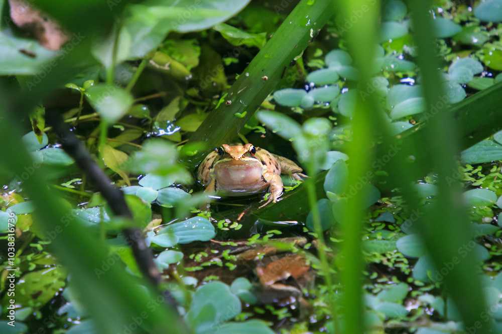 An olive frog (Nidirana adenopleura) with its vocal sac inflated, ready to call. The frog is partially submerged in a pond, surrounded by lush green vegetation. New Taipei City, Taiwan. An olive frog (Nidirana adenopleura) with its vocal sac inflated, ready to call. The frog is partially submerged in a pond, surrounded by lush green vegetation. New Taipei City, Taiwan.
